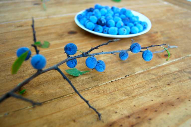 Der Schlehdorn, auch als Schlehendorn, Schlehe, Heckendorn, Schwarzdorn oder Deutsche Akazie bezeichnet, zählt zu den Steinobstgewächsen innerhalb der Familie der Rosengewächse