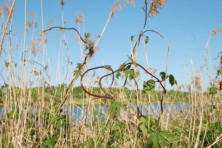 Selbstgemacht: Wilder Spargel