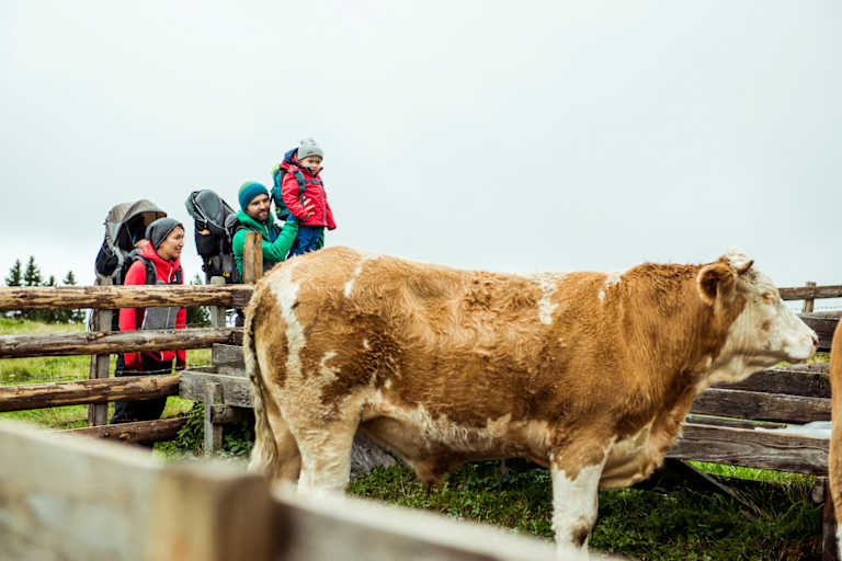 Teichalm Rinderzucht Wandern
