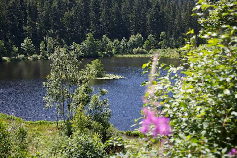Der Sankenbachsee