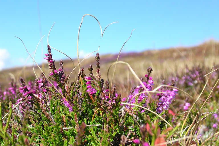 Die Erika in voller Blüte.
