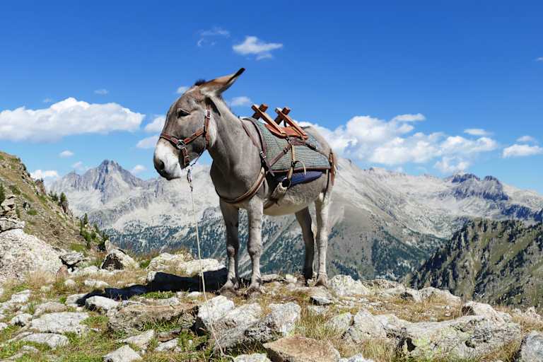 Mit dem Esel durch die französischen Alpen