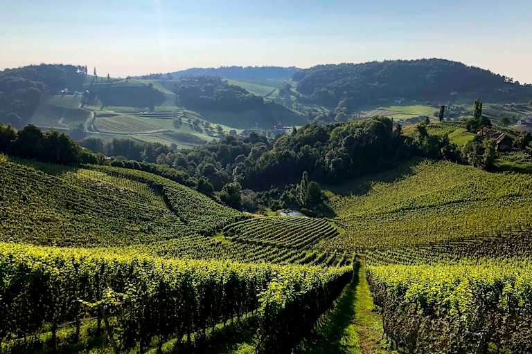 Die Weinberge der Südsteiermark