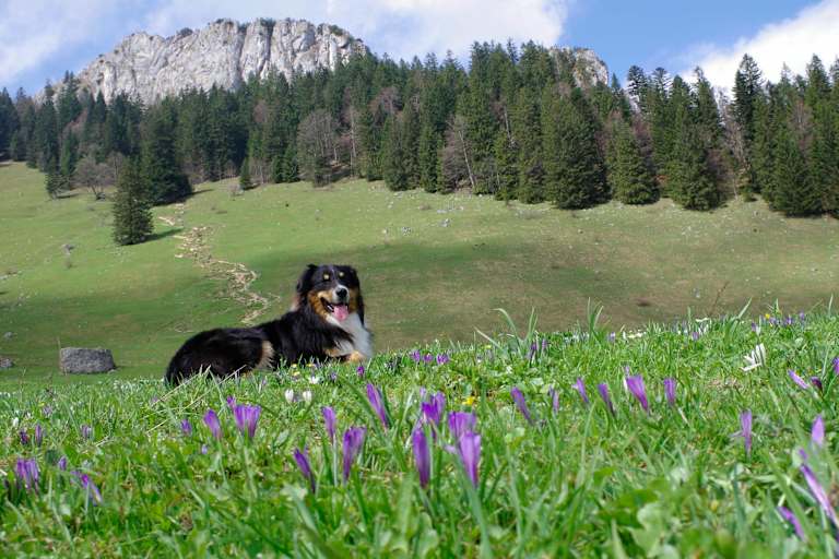 Heuberg: Wandern mit Hund