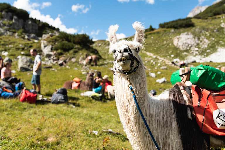 Wandern mit Lamas