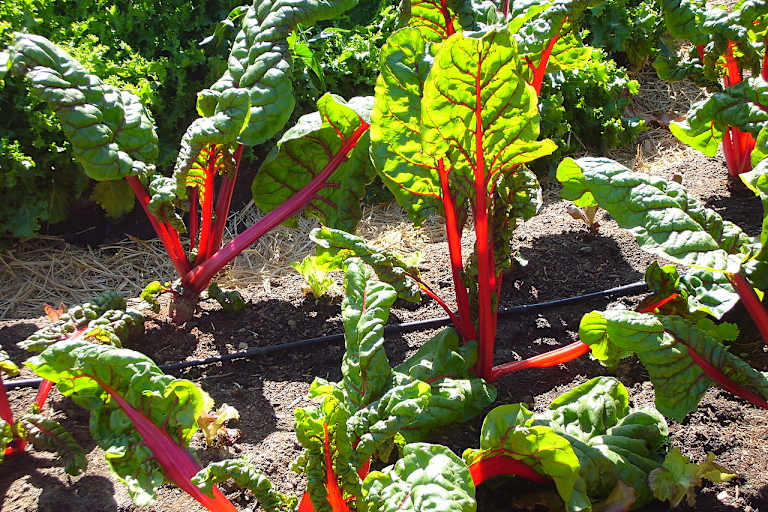 Mangold mit rotem Stiel