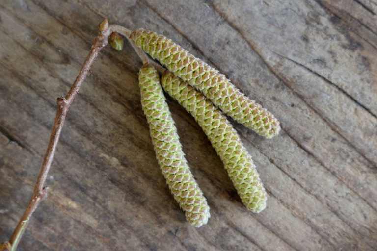 Öffnen sich die Haselkätzchen im Frühling, dann werden die vielen Einzelblüten sichtbar