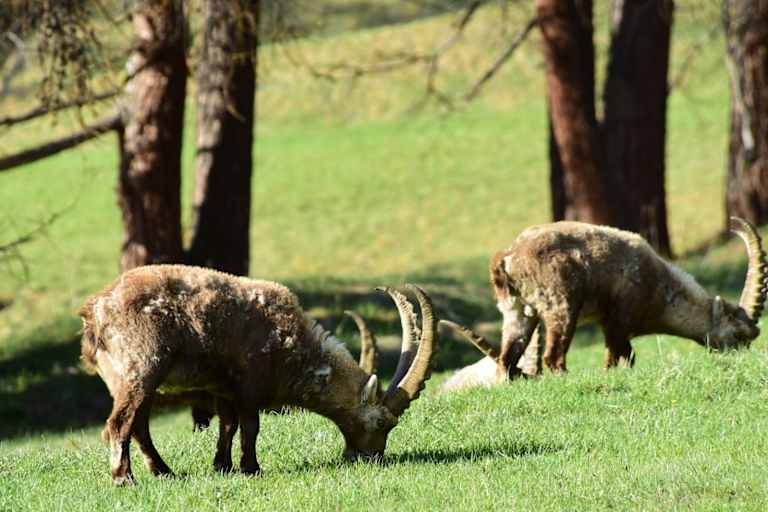 Steinböcke direkt am Dorfrand von Pontresina