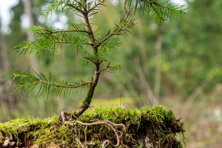 Terra-Mater-Wald-Setzling