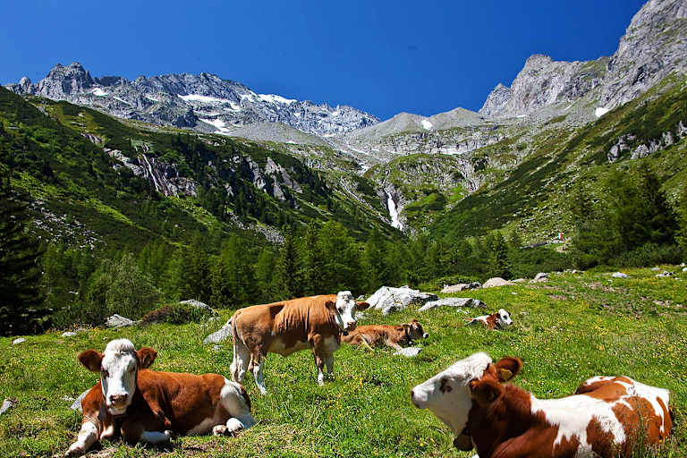 Kühe auf Alm: Almenrunde im Ahrntal in Südtirol