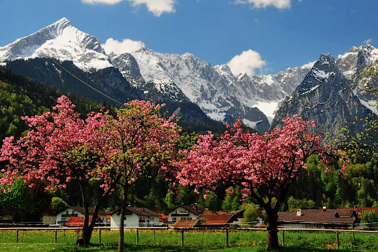 Frühling in den Bergen: Kirschblüte im bayerischen Wettersteingebirge