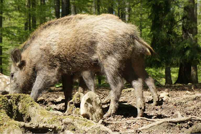 Wildschnwein Bayerischer Wald