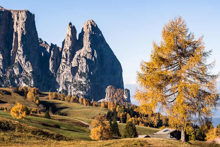 Herbstzauber auf der Seiser Alm: Zwischen goldgelben Lärchen recken sich die schroff-grauen Dolomitengipfeln in den Himmel.