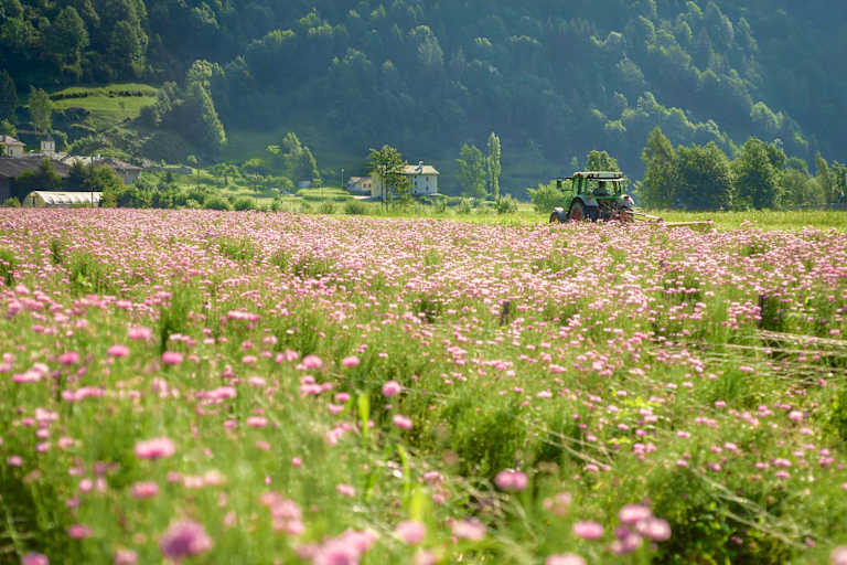 Ein Traktor auf der Kräuterwiese