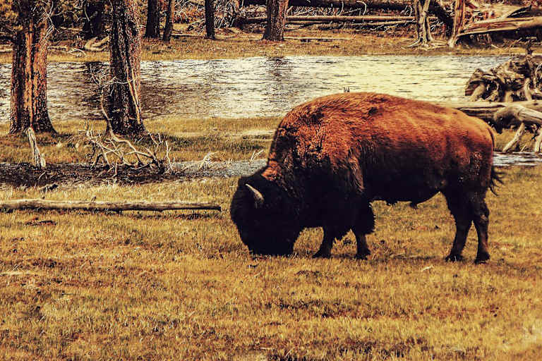 Der Bison ist das größte Landsäugetier Nordamerikas. Er steht für Stärke, Präsenz und Willenskraft.