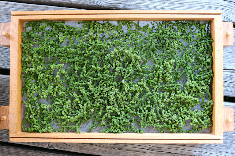 Für den Winter Vorrat können Brennnessel-Samen einfach selbst getrocknet werden.