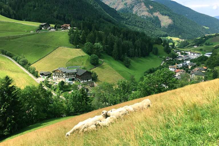 Villnösser Brillenschafe auf ihrer Weide im Tal