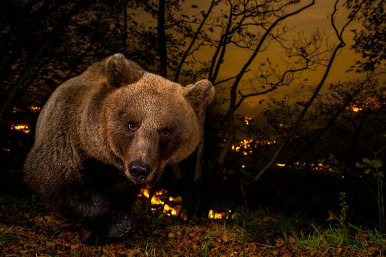 ServusTV Bergwelten Doku mit Horst Eberhöfer, Bär Brenta