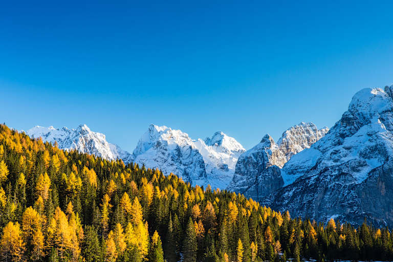 Wald: Belluno in Italien