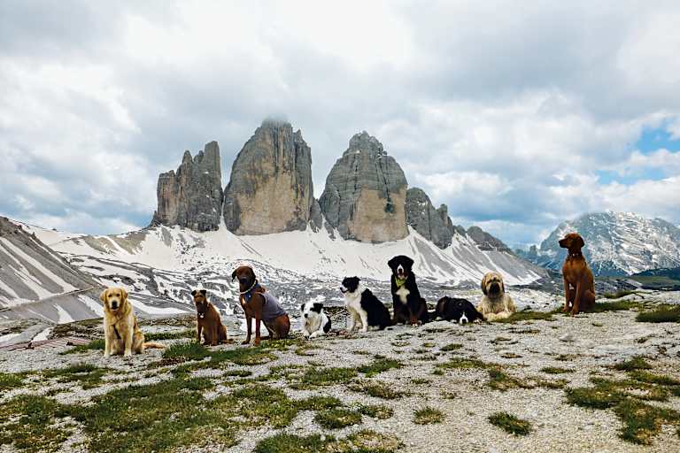Neun Hunde vor den Drei Zinnen in den Dolomiten.