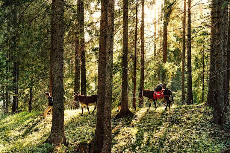 Eselwanderung im Wald.