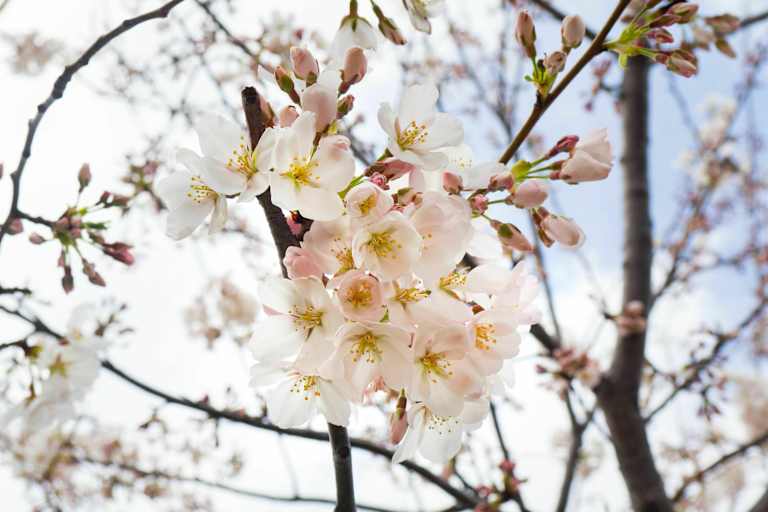 Wann kommt der Frühling?