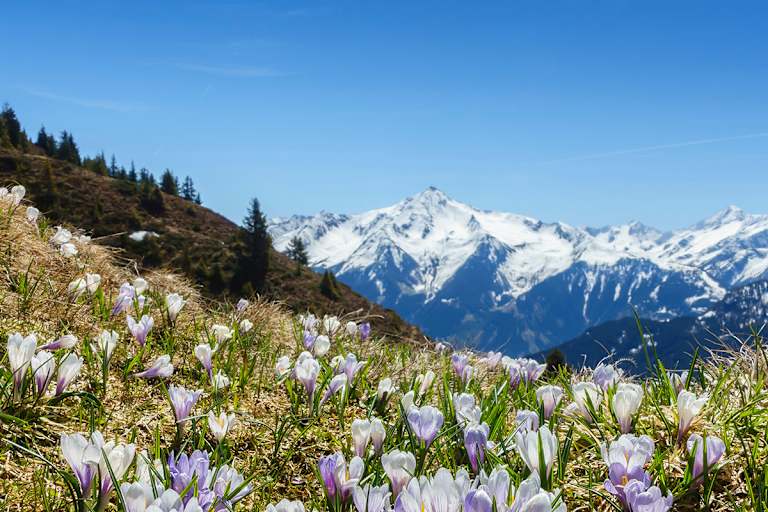 Frühlingswanderungen zu blühenden Blumen