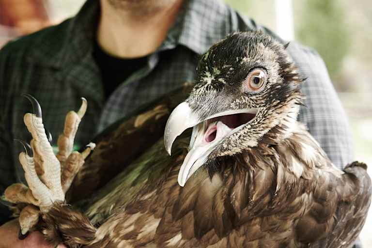 Bald wird der Geier in die Freiheit entlassen  