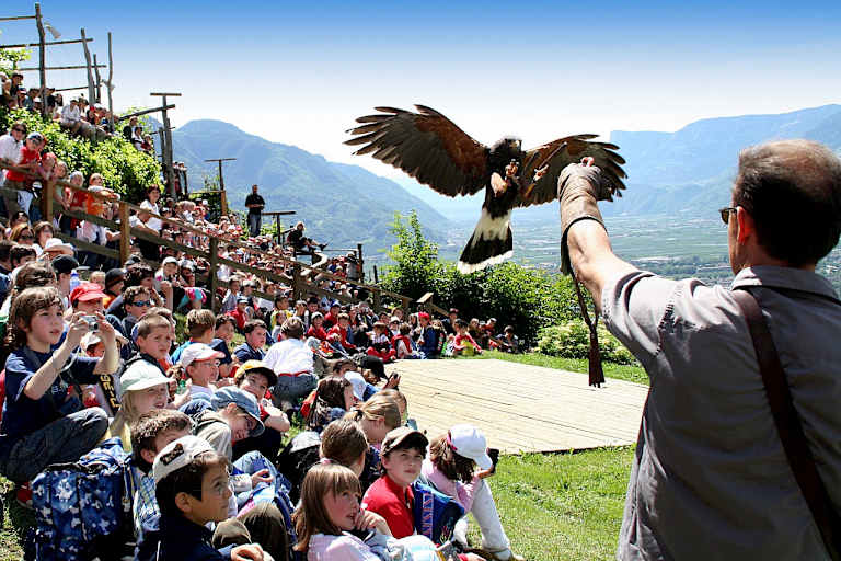 Greifvogel bei Flugschau vom Pflegezentrum für Vogelfaune schloss Tirol