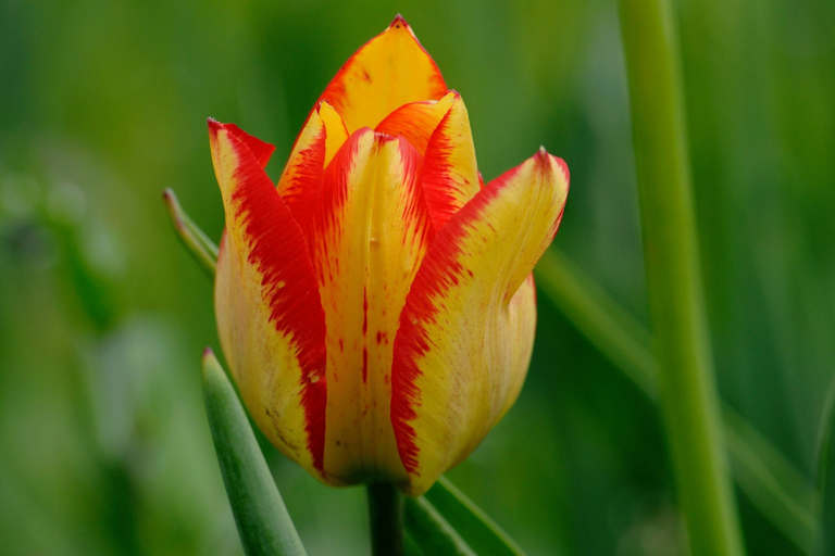 Grengjer Tulpe: Chalberweid im Wallis