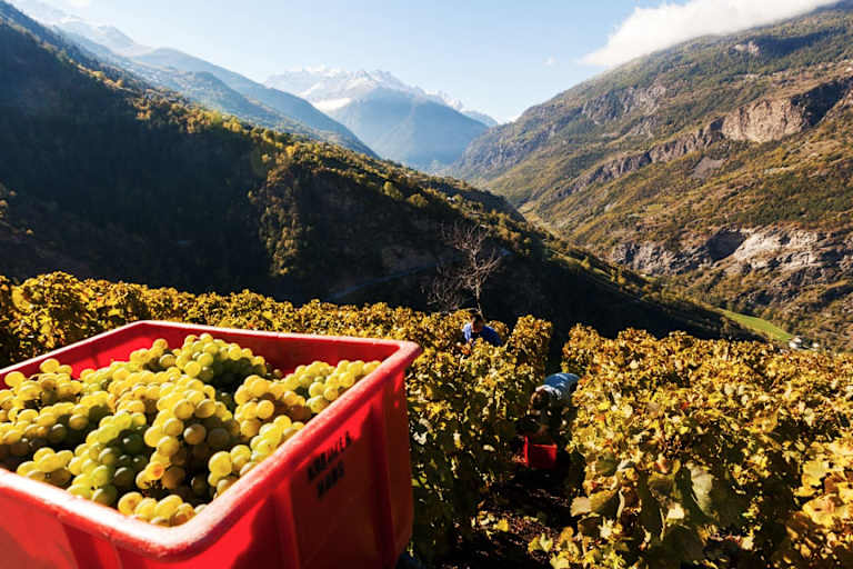 Gspon im Wallis: Europas höchster Weinberg