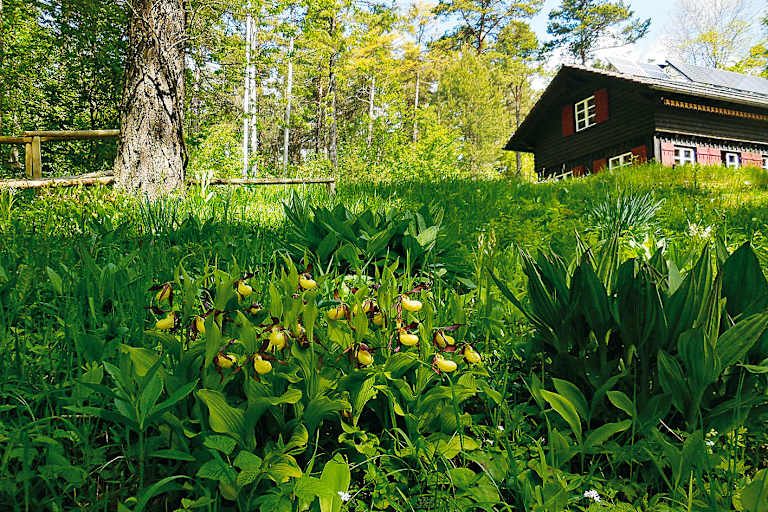 Orchideenparadies auf dem Hasenbuck: Wandern in Schaffhausen in der Schweiz