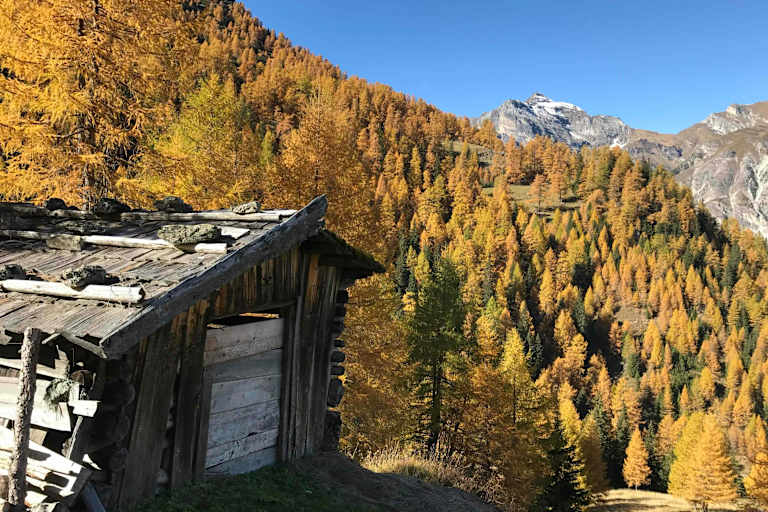 Goldgelbe Lärchen im Gschnitztal
