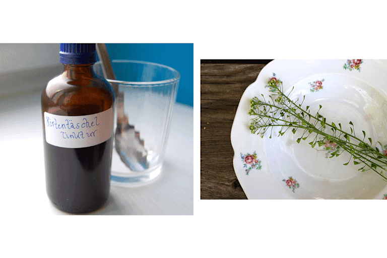 Capsella Bursa-Pastoris: Heilpflanze Hirtentäschel