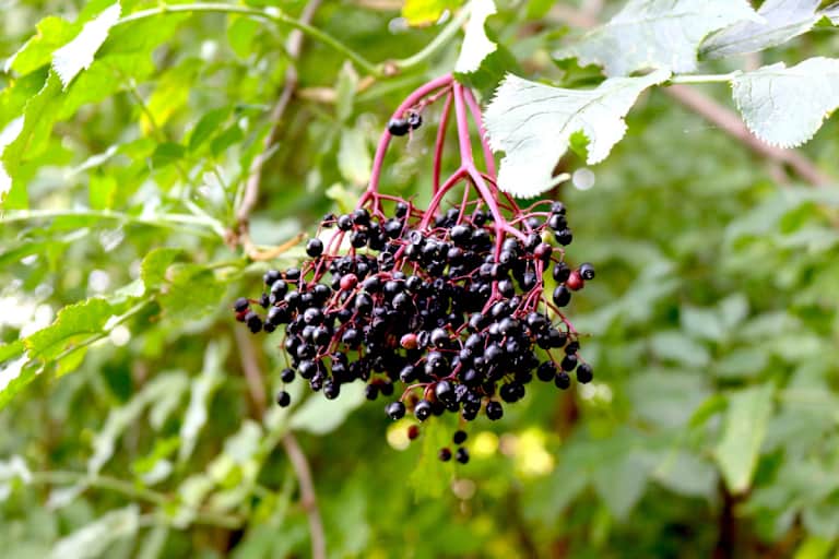 Der Holunder (Sambucus) zählt zur Familie der Moschuskrautgewächse und ist ab Ende Juli erntereif