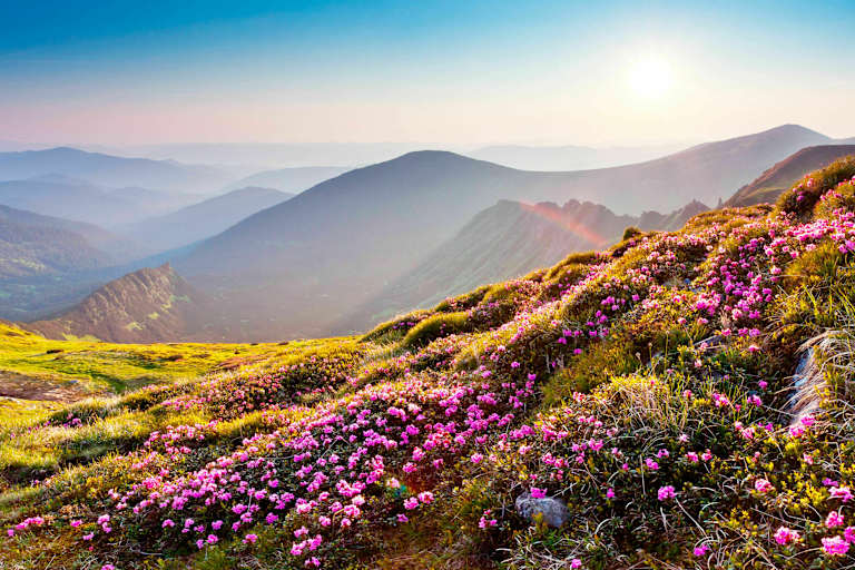 Allergie in den Alpen