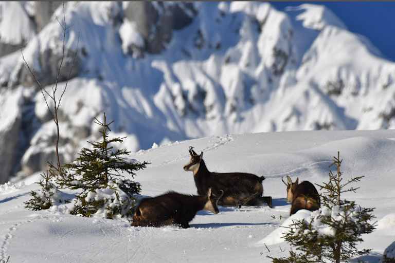 Gämsen sind gut an die winterlichen Bedingungen im Hochgebirge angepasst.