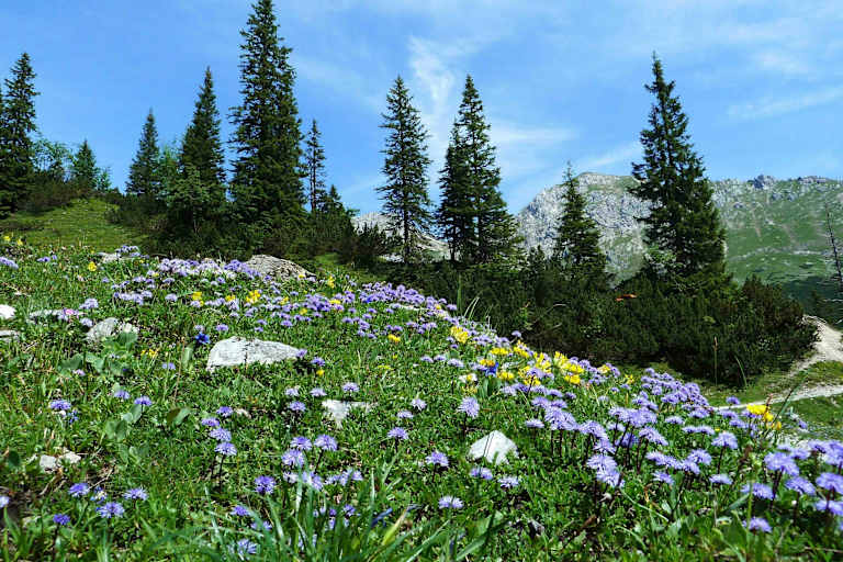 Blumenpracht im Naturpark Karwendel