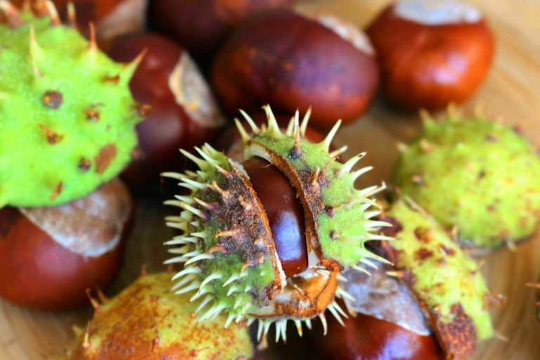 Herbstgruß: Kastanien