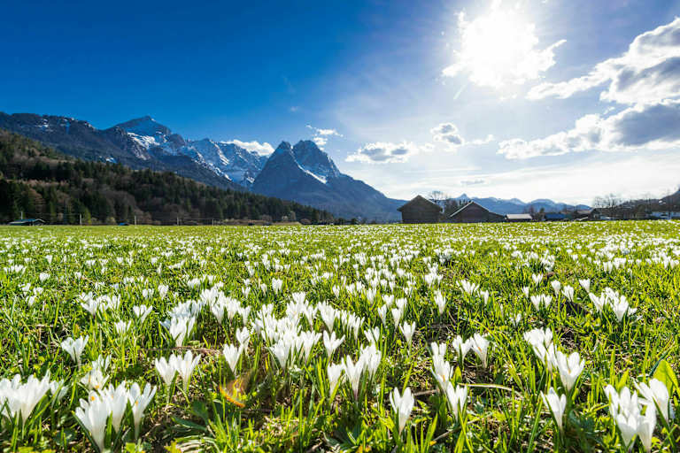 Frühling in Bayern: Krokuswiese bei Garmisch mit Alpspitz und Waxenstein