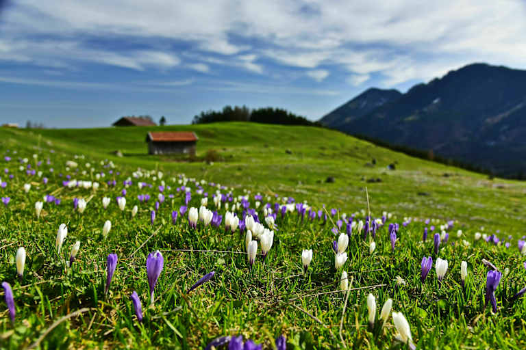 Krokuswiese in den Alpen