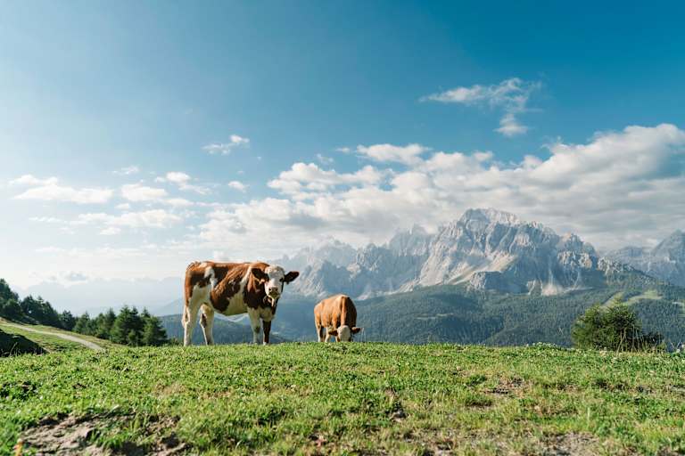 Dolomiten: Kühe auf der Klammbachalm in Südtirol