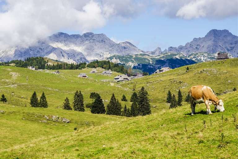 Aktionsplan Sichere Almen