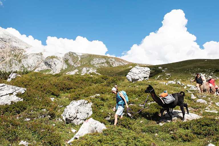 Wandern mit Alpakas und Lamas