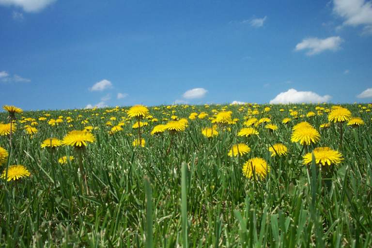 Schmeckt und sieht es aus wie Bienenhonig - ist es aber nicht