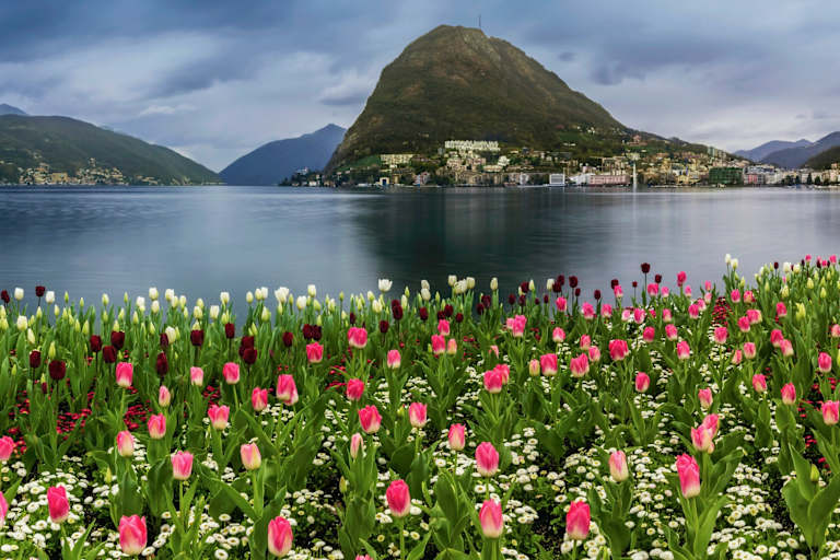 Tulpen am Luganersee