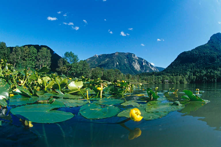 Der Lunzer See ist gerade bei hochsommerlichen Temperaturen einen Ausflug wert