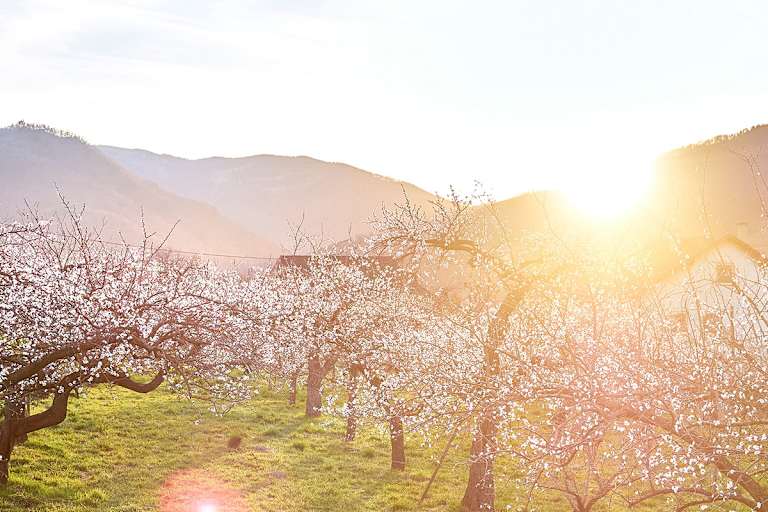 Marillenblüte in der Wachau im Frühling mit Blick auf blühende Marillengärten