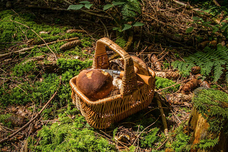 Pilze sammeln Gesetze