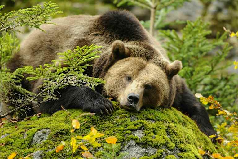 Europäischer Braunbär Welttierschutztag